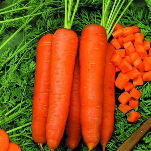 Морковь Роте ризен (Красный великан) 10 гр.