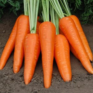 Морковь Абако уп.2 гр.