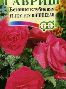 Бегония Гоу-гоу F1 вишневая гранул. 4 шт.пробирка