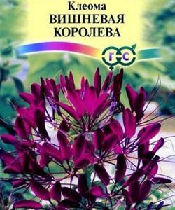 Клеома Вишневая королева 0,3 г Н9