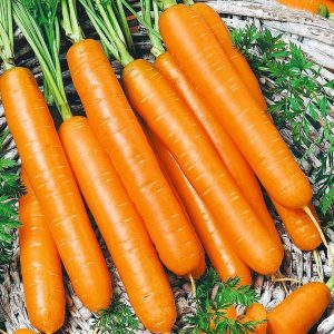 Морковь Самсон уп.5 гр.