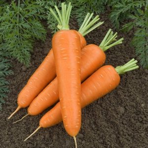 Морковь Канада уп.2 гр.