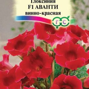 Глоксиния Аванта винно-красная гранул 5шт