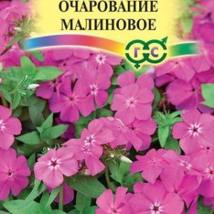 Флокс друммонди Очарование малиновое 0,05 г Н12