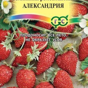 Земляника Александрия* 0,03 г Н11