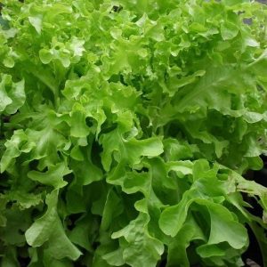 Салат листовой Изумрудный 10 гр